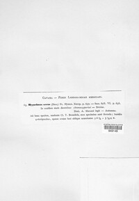 Lyomyces sambuci image